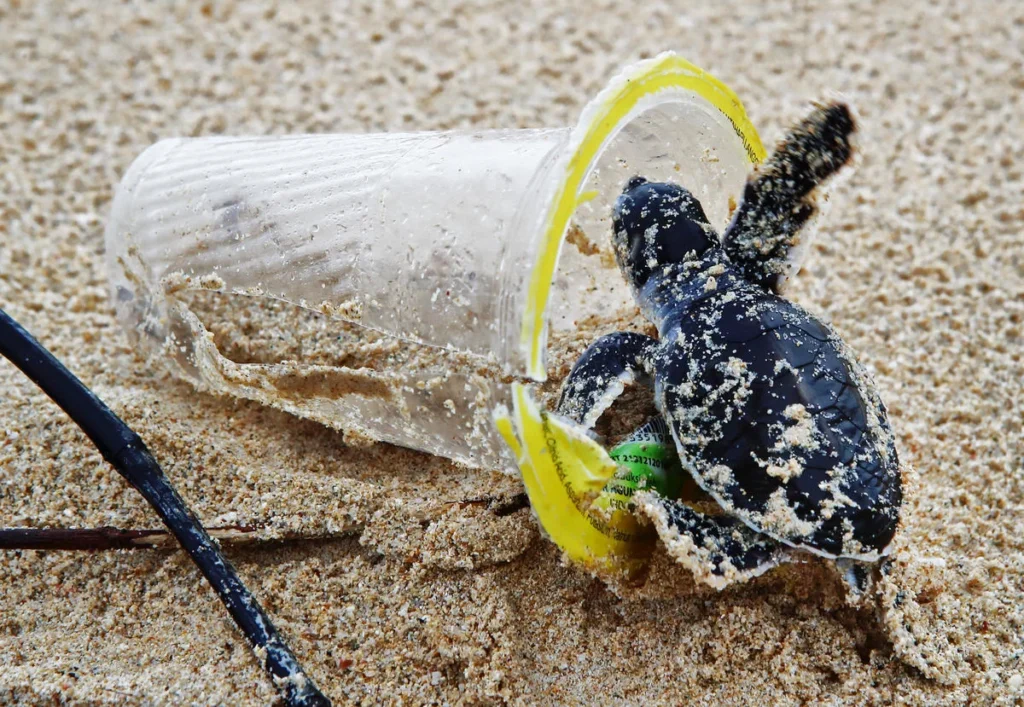 The Devastating Impact of Plastic Pollution on Sea Turtles 3