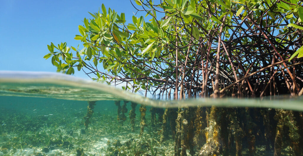Understanding Blue Carbon and How It Supports Climate Action in Nigeria