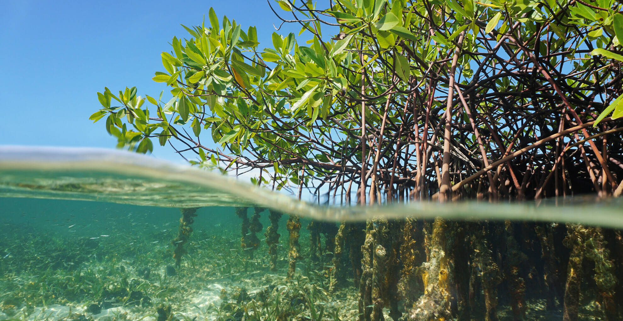 Understanding Blue Carbon and How It Supports Climate Action in Nigeria
