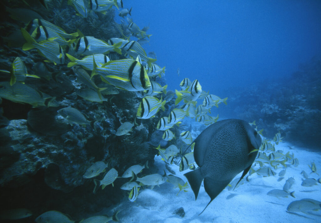 Marine Ecology How Philanthropy Can Protect Nigeria’s Oceans
