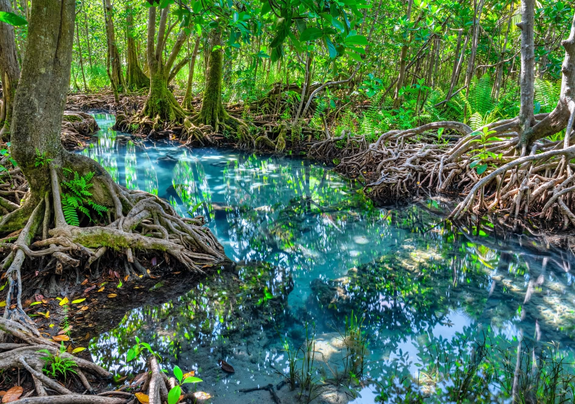 Can Blue Carbon Really Save Us From Climate Disaster?