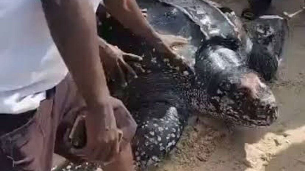 NESREA to Honour Lagos Community Leader Who Saved Giant Sea Turtle