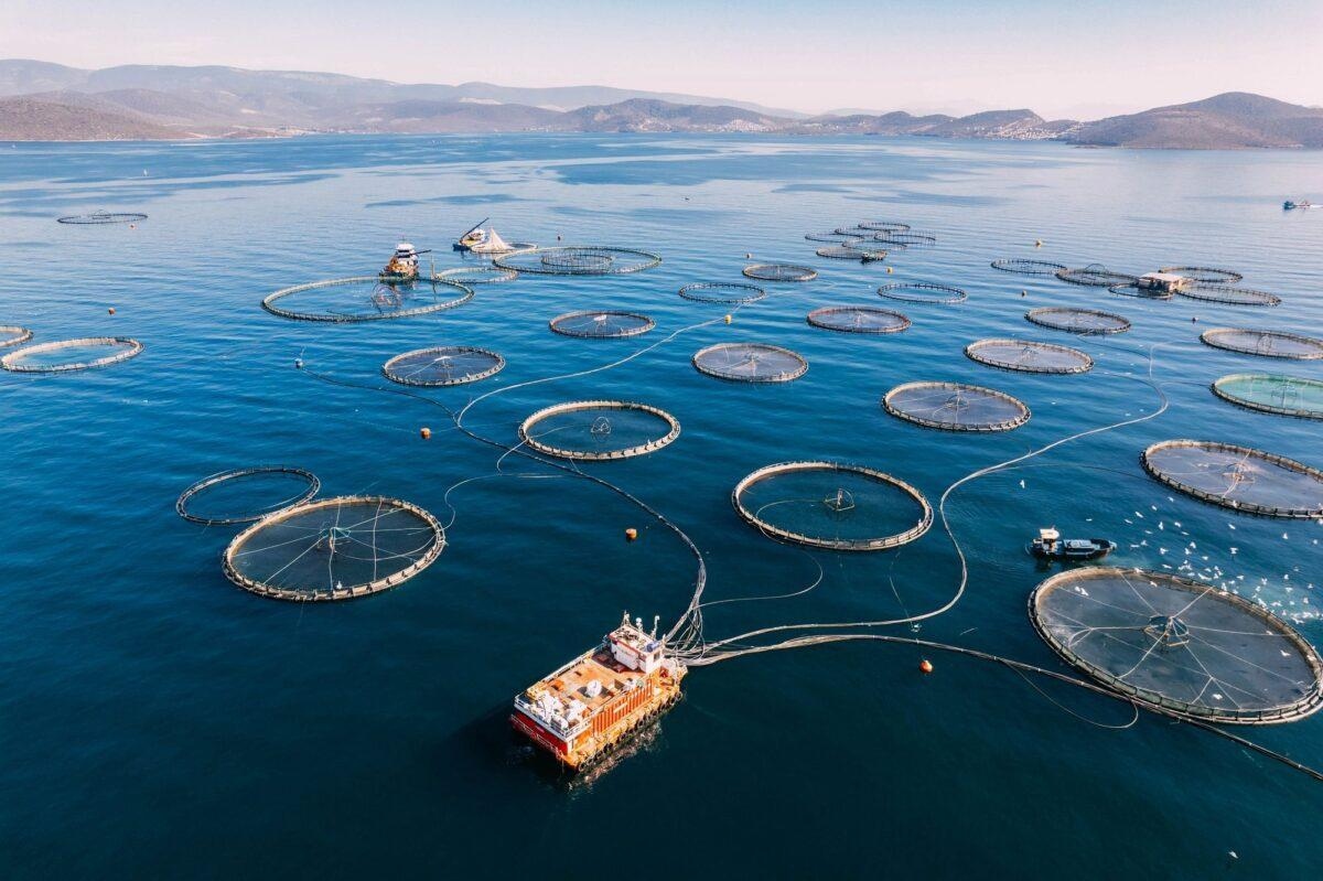 What Is Marine Farming 7 Ways to Make It Sustainable